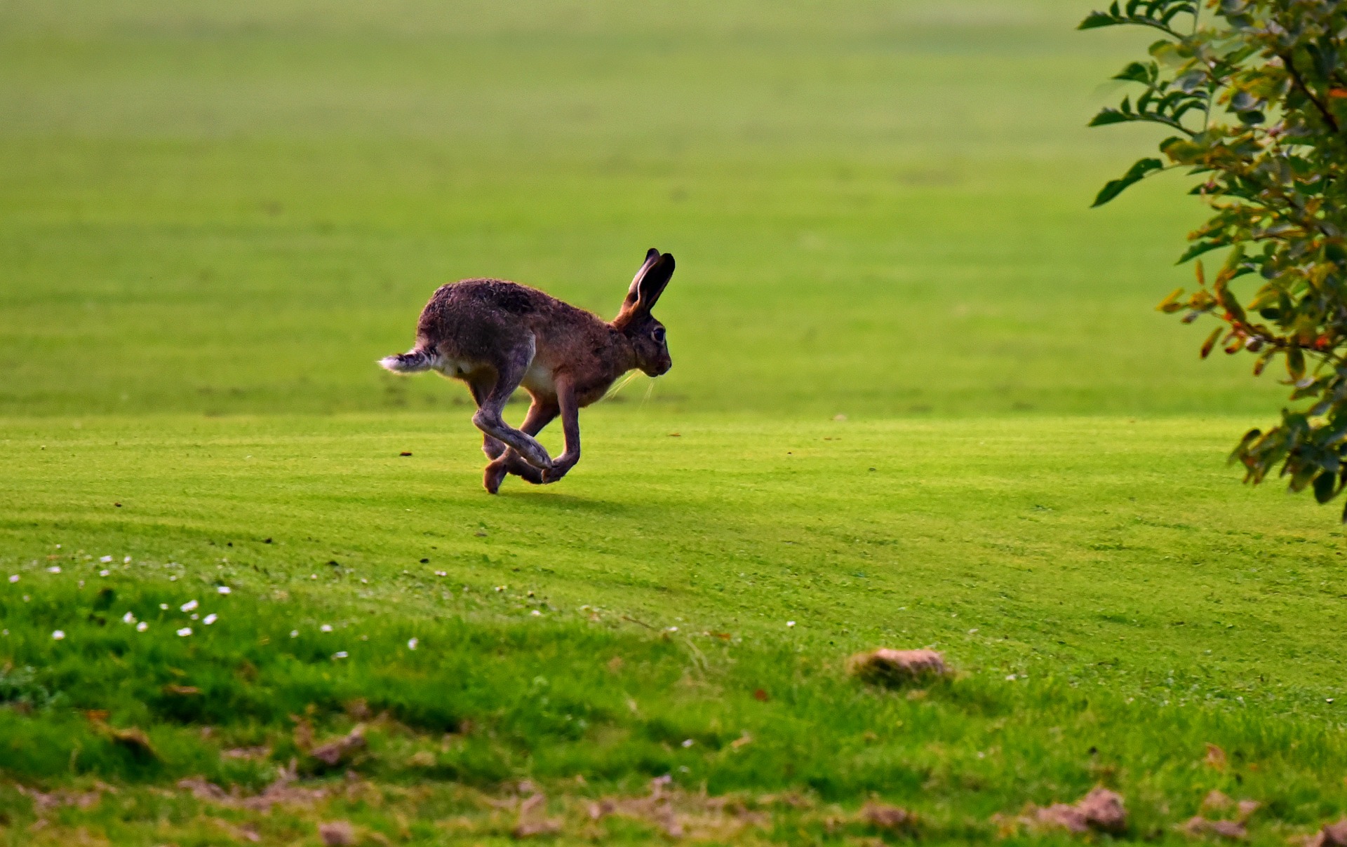 Rust, dieren en sterren