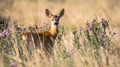 Wandelen bij Étang du Moulin en wilde dieren
